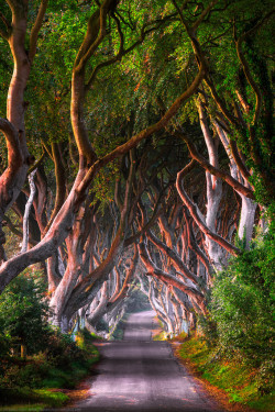 westeastsouthnorth:  The Dark Hedges, Ballymoney,