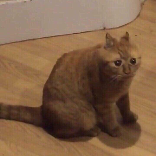 waspcup:waspcup:Is that your phone in your pocket or are yuo penis just square and