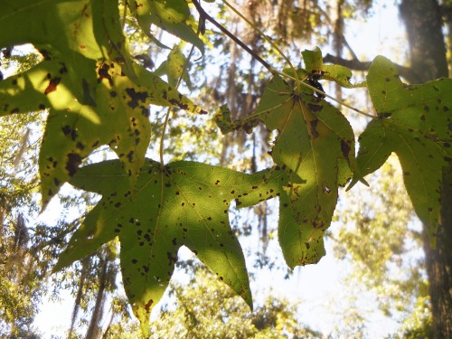 Photos and GIFs of Liquidambar styraciflua, commonly known as the Sweetgum tree.It is one of the mor