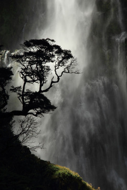 keroiam:  National Geographic Top Shot:  A small Southern Beech tree silhouetted against the Devil’s Punchbowl waterfall in Arthur’s Pass National Park. Photograph by Wynston Cooper 