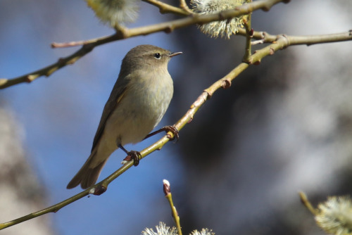 Common chiffchaff/gransångare. Värmland, Sweden (May 1, 2022).