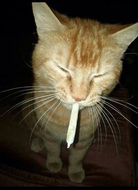 dirtyghettoqueen:High cat