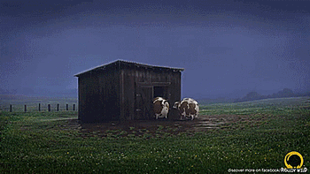 tastefullyoffensive:  If animals were round. [full video]