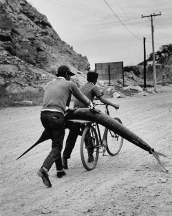 mpdrolet:  Marlins on bicycle, Ensenada, BCN, Mexico, 1968 Rodrigo Moya 