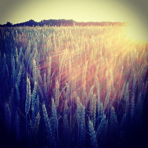 dreaming-the-nature:  Kitty Mari | via Facebook on We Heart It. http://weheartit.com/entry/77864738/via/jennykeeee 