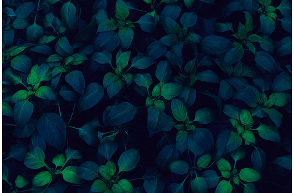 opticallyaroused:  Flora 