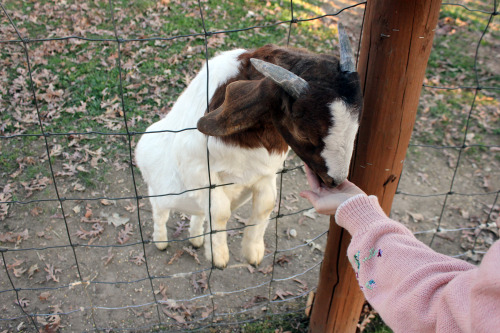 princess-peachpea:  Please help me to appreciate how cute this goat is 