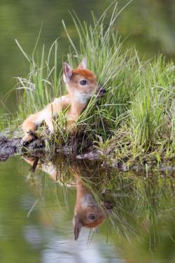 magicalnaturetour:  young fawn by water by