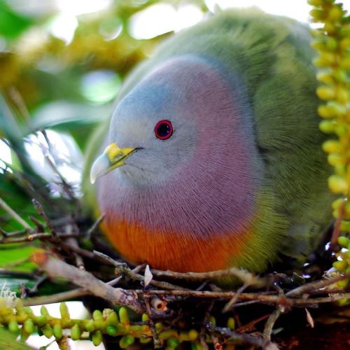 amnhnyc: Behold, the Pink-necked Green-pigeon (Treron vernans)! This colorful bird can be found thro