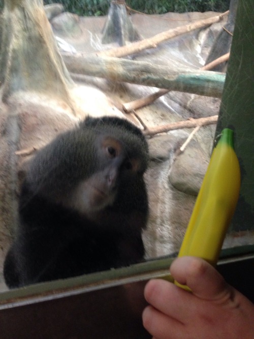 sunnybutte:@pomeraniankin ’s banana coin purse was very popular at the zoo today…