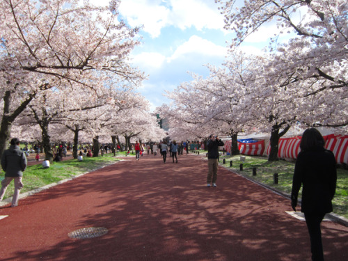 Cherry Blossoms at Osaka Expo Park