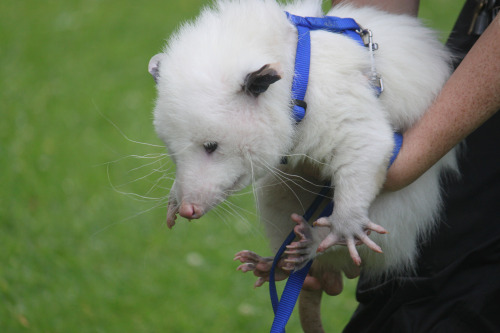 ayellowbirds:opossummypossum:“Cotton” is a perfect little opossum camouflaging as a perfect little w