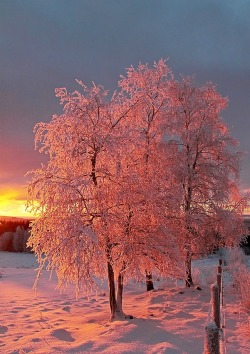 bluepueblo:  Snow Sunrise, Norway photo via