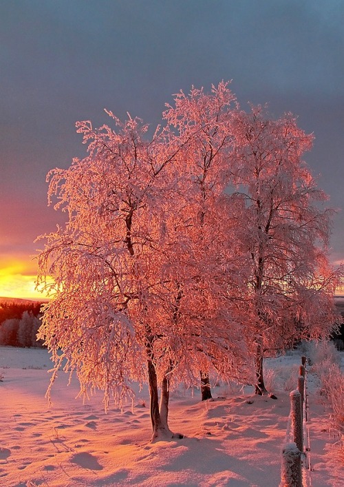 bluepueblo:  Snow Sunrise, Norway photo via zella 