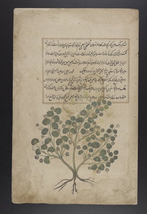 LJS 278 is an illustrated herbal with detailed descriptions in multiple languages of the physical ap