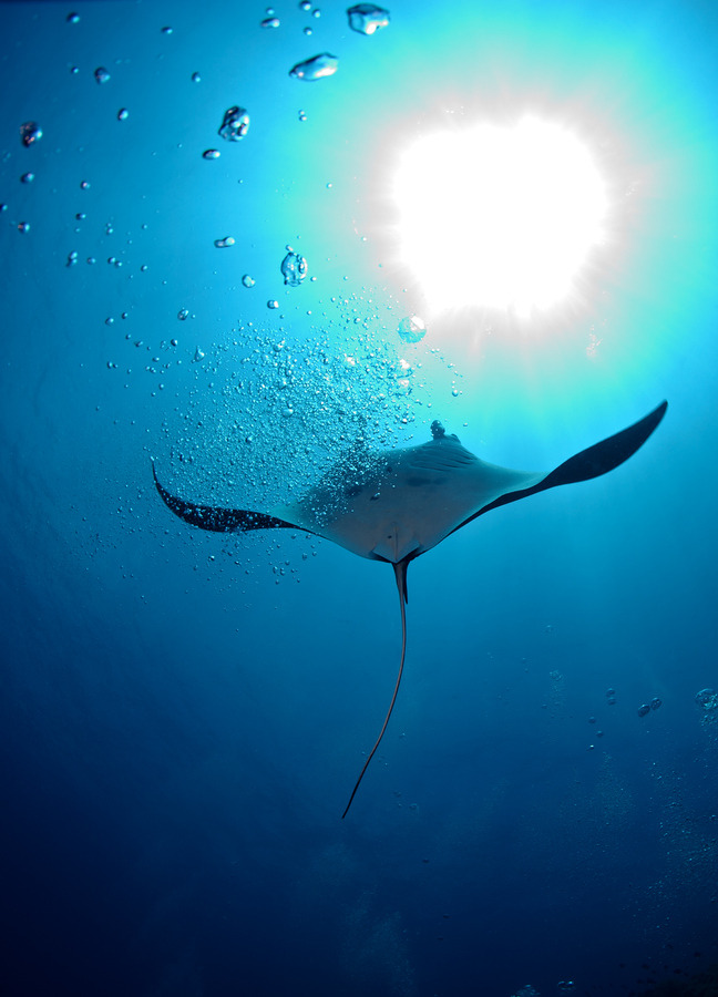 earthandanimals:Manta Ray   Photo by Maria Teresa Lara   