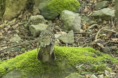 トラツグミ（Scaly Thrush）