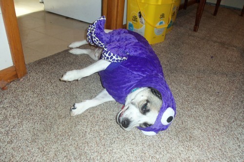   Molly the beautiful Peacock &lt;3   Isn&rsquo;t she pwetty?   And Mack