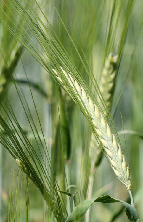 Common wheat.