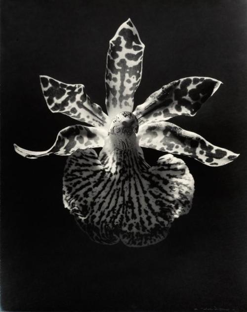 fragrantblossoms:Max Dupain (1911-1992), Leopard Orchid.