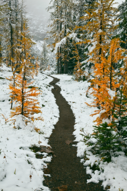 tulipnight:  Autumn Subalpine Larches by Lee Rentz 