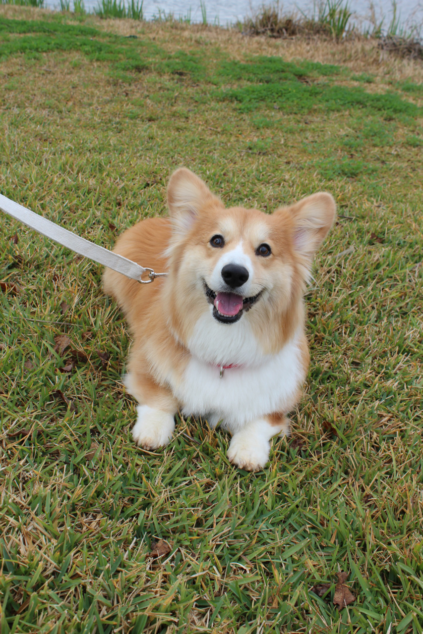 harryhiscorginess:  I love muddy grass!! 