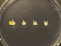 sixpenceee:  This time lapse of a slime mold