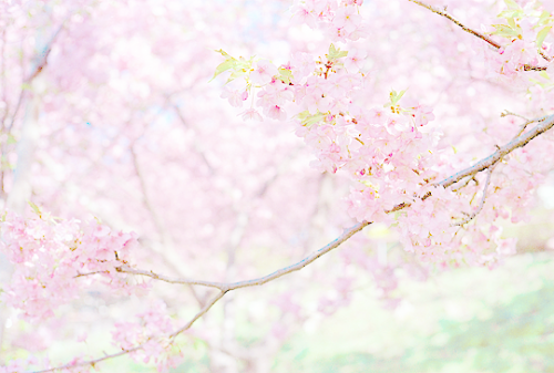 helloteaparty:河津桜、松田山 by dreamylyricist ☆