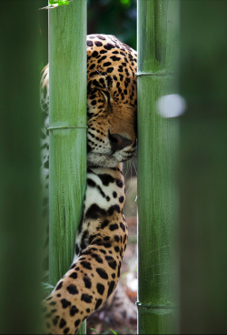 nature-madness:  Jaguar | Thomas Motyka 