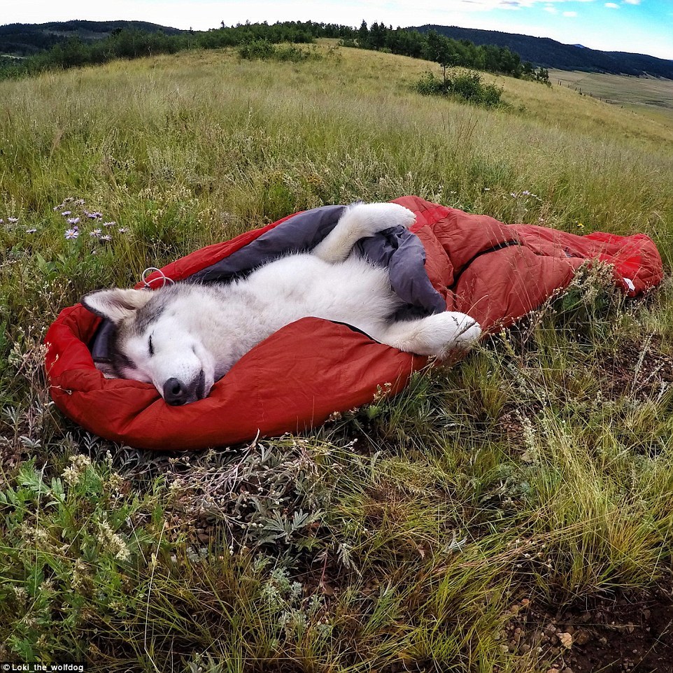 asylum-art-2:  Man takes his dogs on an amazing photographic journey   Breakin’