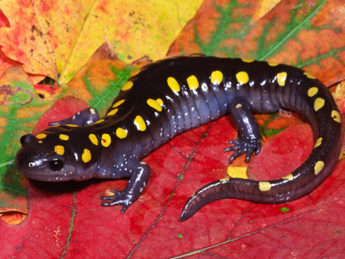 The first solar-powered vertebrate - the spotted salamander. (via Gallery - 2013 review: Zoologger&a