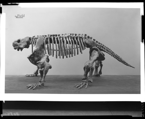 fieldmuseumphotoarchives: Fossil Friday, Bradysaurus. We think this guy would have made a great foot