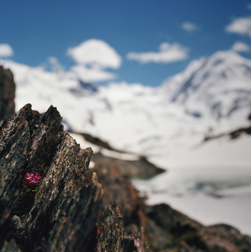 definitelydope:  all around the alps (by manyfires)
