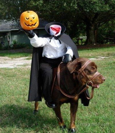 ultrakratos:  theilllestvillain:  thecutestofthecute:  More Dogs In Halloween Costumes!!!  This made me so happy  THE LAST ONE THORGI AH 