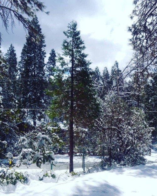 thegreenraven: We got about 9 inches altogether! #snow #snowfall #winter #trees