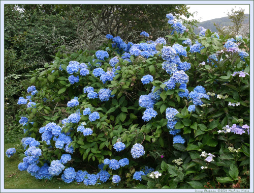 jennychapmanartwork:Just a photo of some flowers in a Scottish Highlands west coast garden…(P