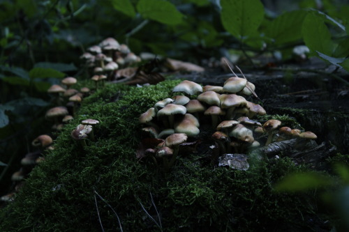 90377:Some mushrooms.tumblr | Instagram | Etsy Shop