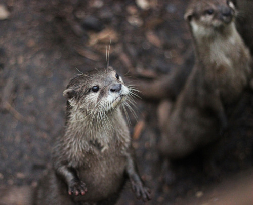 Hungry otter by Milou Diable on Flickr.