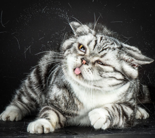 cornerof5thandvermouth:tht1chck:bobbycaputo:Portraits of Cats Shaking Themselves Clean Photographed 