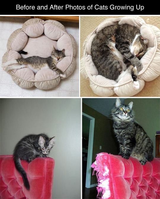 tastefullyoffensive:Before and After Photos of Cats Growing Up (photos via bored