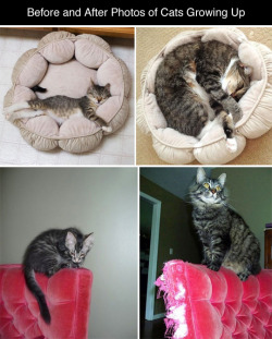 Tastefullyoffensive:before And After Photos Of Cats Growing Up (Photos Via Bored