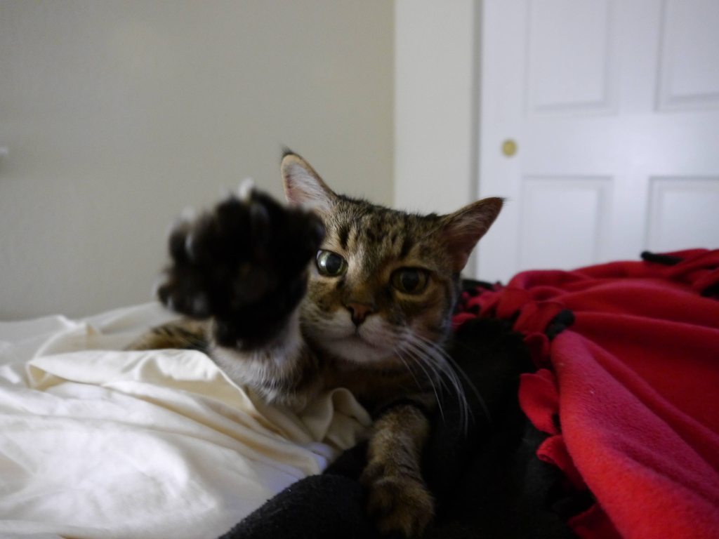 cat-overload:  “You’re taking pictures when you should be petting me!”cat-overload.tumblr.com