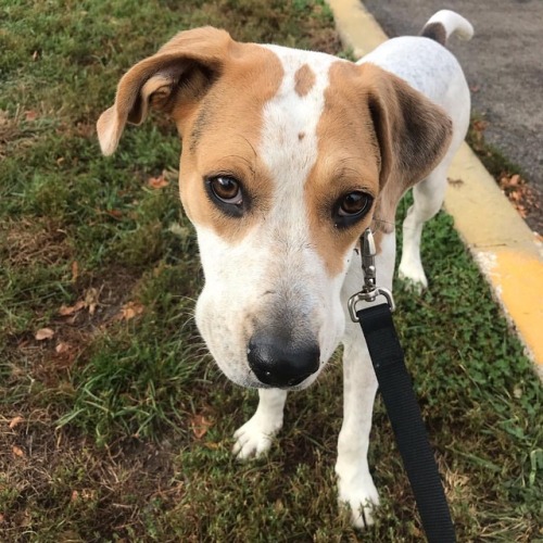 Hi there, I&rsquo;m Jerome! I am a very sweet beagle mix. I started off a little shy and not use to 