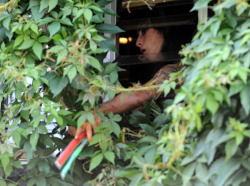 Blondielinahall:amy Winehouse Passing Popsicles Through Her Window To Neighborhood