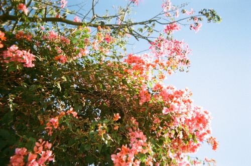 stephroars:colors, Fairfax Avenuedisposable camera, november 2015
