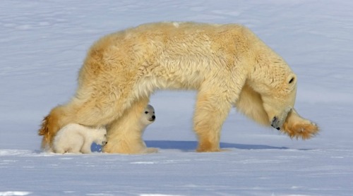 Dang kids are always underfoot (Polar Bear porn pictures