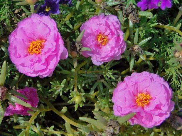 Onze-horas - Portulaca grandiflora | Blog das Flores