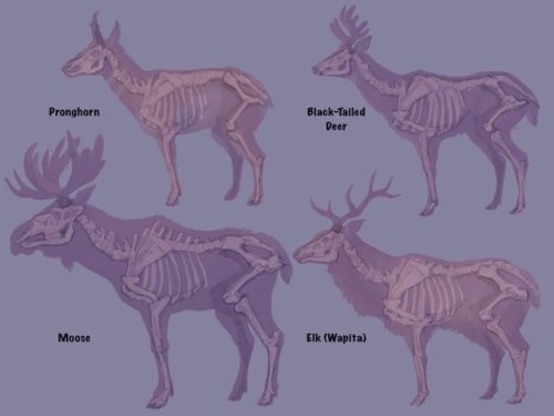 Some Pacific Northwest ‘deer’ types