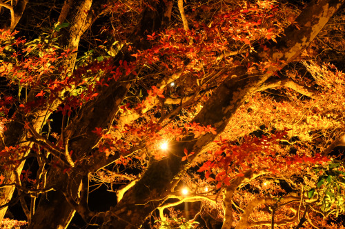  Daigoji .Kyoto (2020)醍醐寺 京都市伏見区 