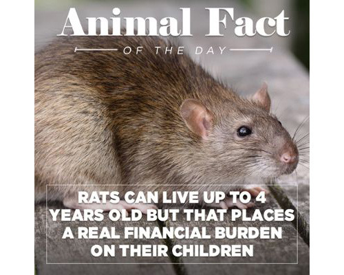 tastefullyoffensive:  Animal Facts of the porn pictures
